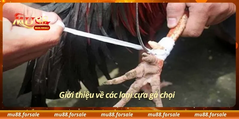 Giới thiệu về các loại cựa gà chọi