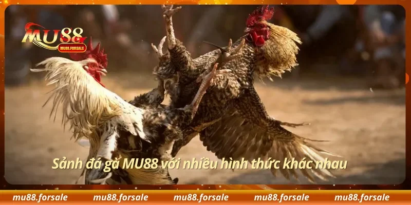 Sảnh đá gà MU88 với nhiều hình thức khác nhau