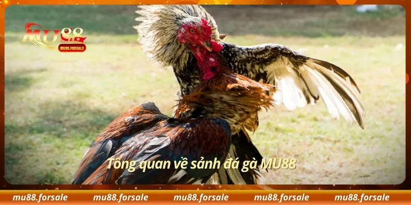 Tổng quan về sảnh đá gà MU88
